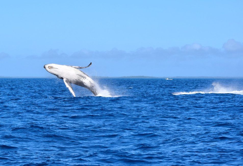 10 Animals & Birds Found in Tonga