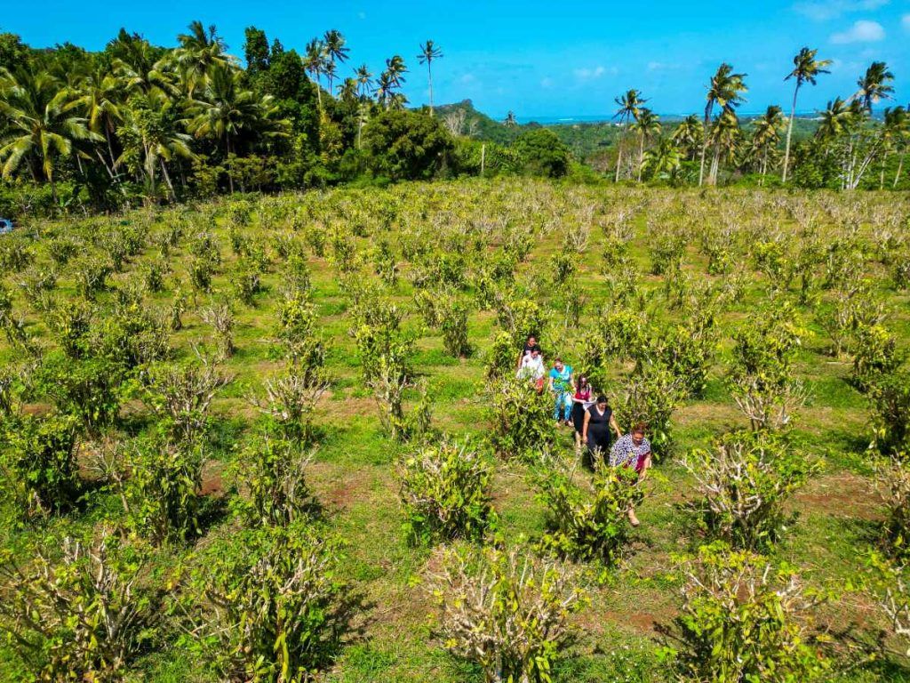 Vava'u Foodie Guide