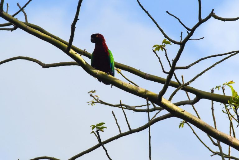 The Guide to Ecotourism in Tonga