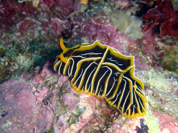 The Best Time to Scuba Dive in Tonga