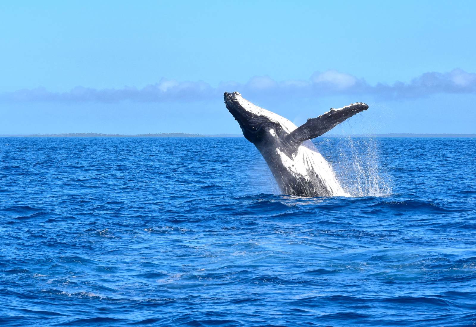 The Complete Guide to Tonga