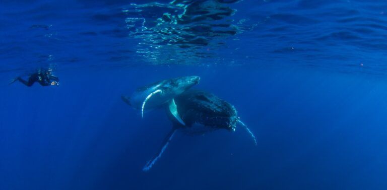 The Guide to Whale Swimming in Tonga