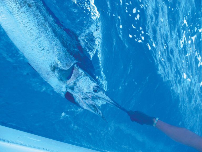 5 Best Fishing Charters in Vava'u [2023]